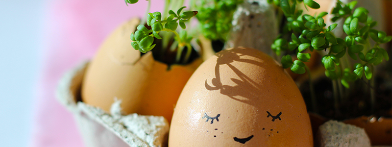 DIY egg growers upgraded DIY egg growers upgraded