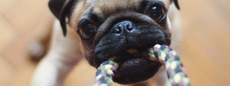 dog tricks - upgraded webtile dog tricks - upgraded webtile