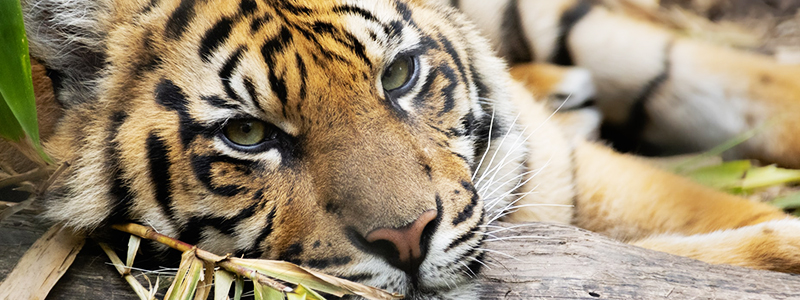 Zoo tiger - upgraded webtile Zoo tiger - upgraded webtile